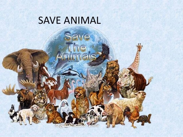 save-animals-2-1-638